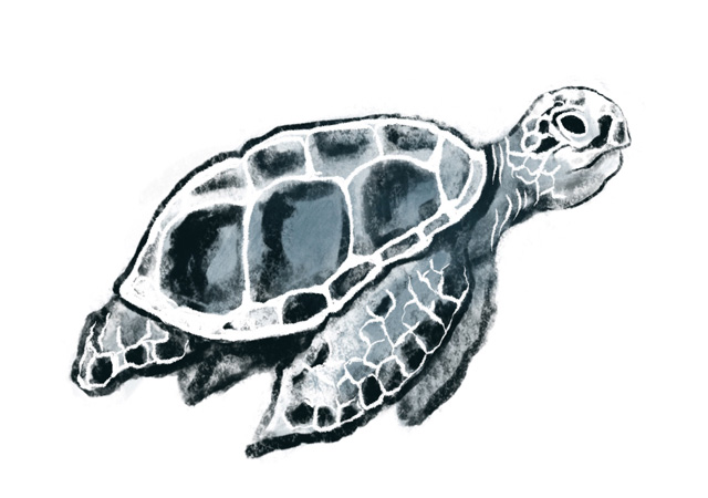 gezeichnete Schildkröte